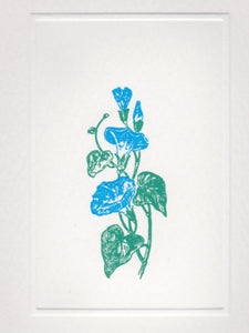 4 1/4 x 5 1/4 Deckle Edge Foldover Note: HEAVENLY BLUE MORNING GLORY