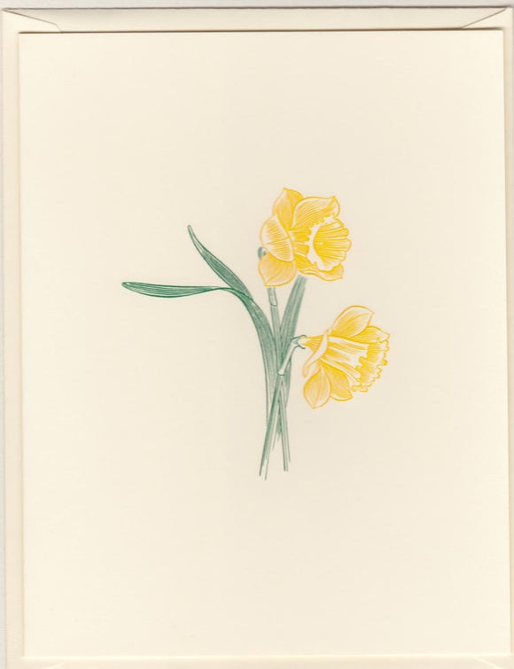 Ivory Daffodil