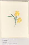 Ivory Daffodil