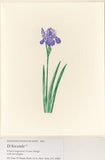 Ivory Iris