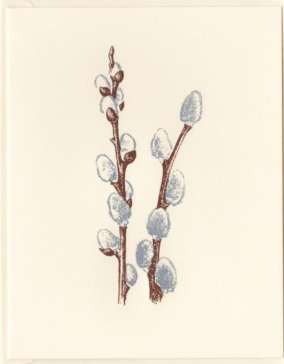 Ivory Pussywillow