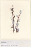 Ivory Pussywillow