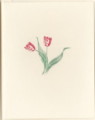Ivory Tulip