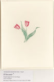 Ivory Tulip
